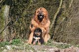 DOGUE DU TIBET 502